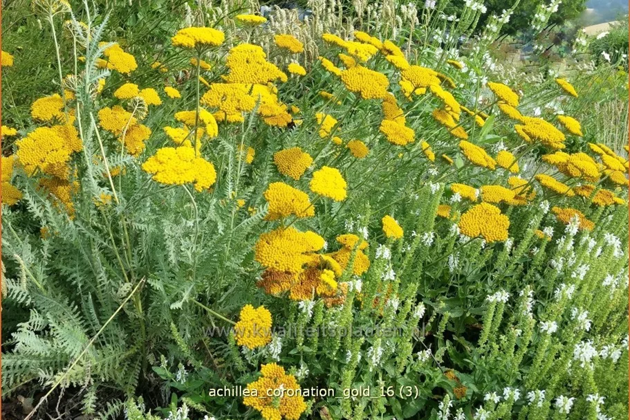 Achillea filipendulina 'Coronation Gold'