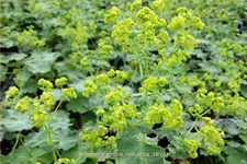 Alchemilla mollis 'Robustica'