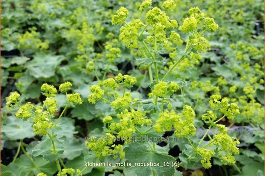 Alchemilla mollis 'Robustica'