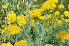 Achillea filipendulina 'Coronation Gold'