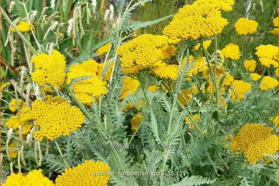 Achillea filipendulina 'Coronation Gold'