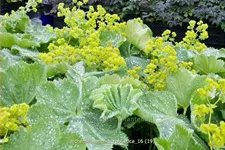 Alchemilla mollis 'Robustica'