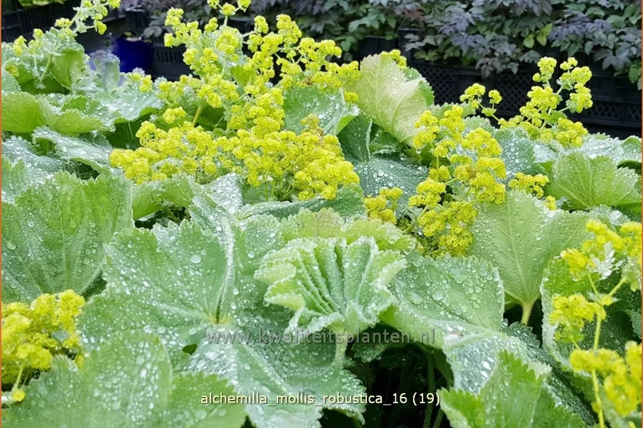 Alchemilla mollis 'Robustica'