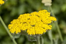 Achillea filipendulina 'Coronation Gold'