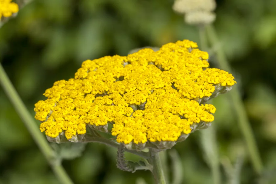 Achillea filipendulina 'Coronation Gold'