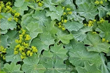 Alchemilla mollis 'Robustica'