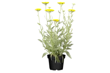 Achillea filipendulina 'Coronation Gold'