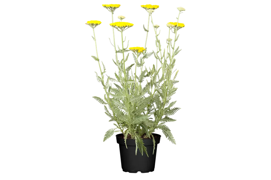 Achillea filipendulina 'Coronation Gold'