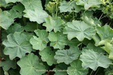 Alchemilla mollis 'Robustica'