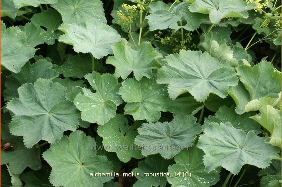 Alchemilla mollis 'Robustica'