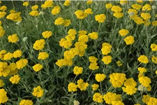 Achillea filipendulina 'Coronation Gold'
