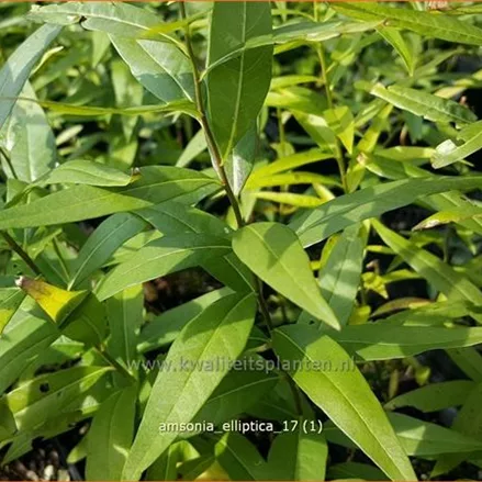 Amsonia elliptica