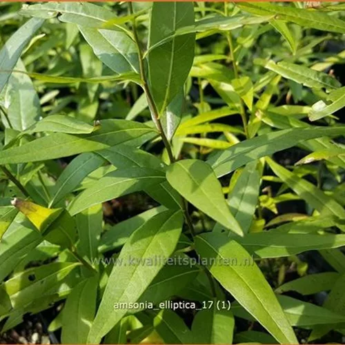 Amsonia elliptica