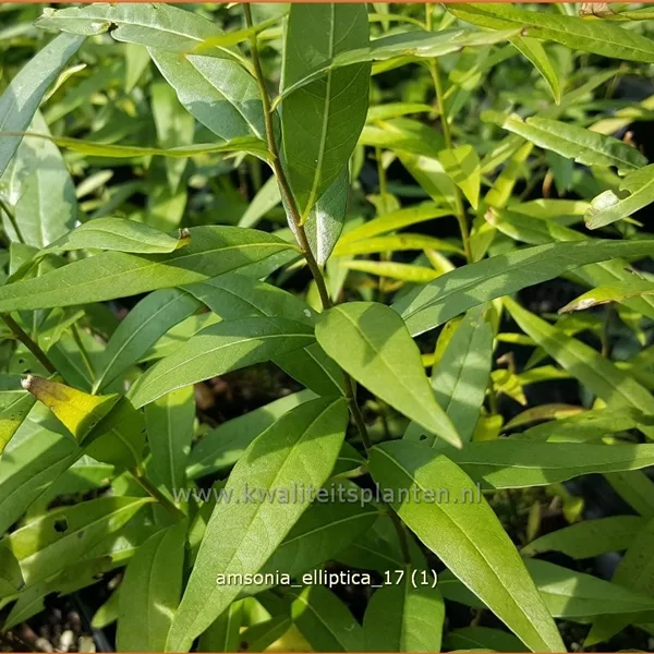Amsonia elliptica