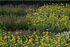 Achillea filipendulina 'Coronation Gold'