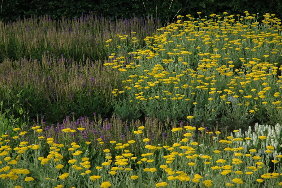 Achillea filipendulina 'Coronation Gold'