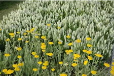 Achillea filipendulina 'Coronation Gold'