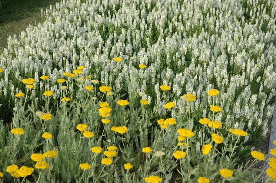 Achillea filipendulina 'Coronation Gold'