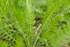 Achillea filipendulina 'Coronation Gold'