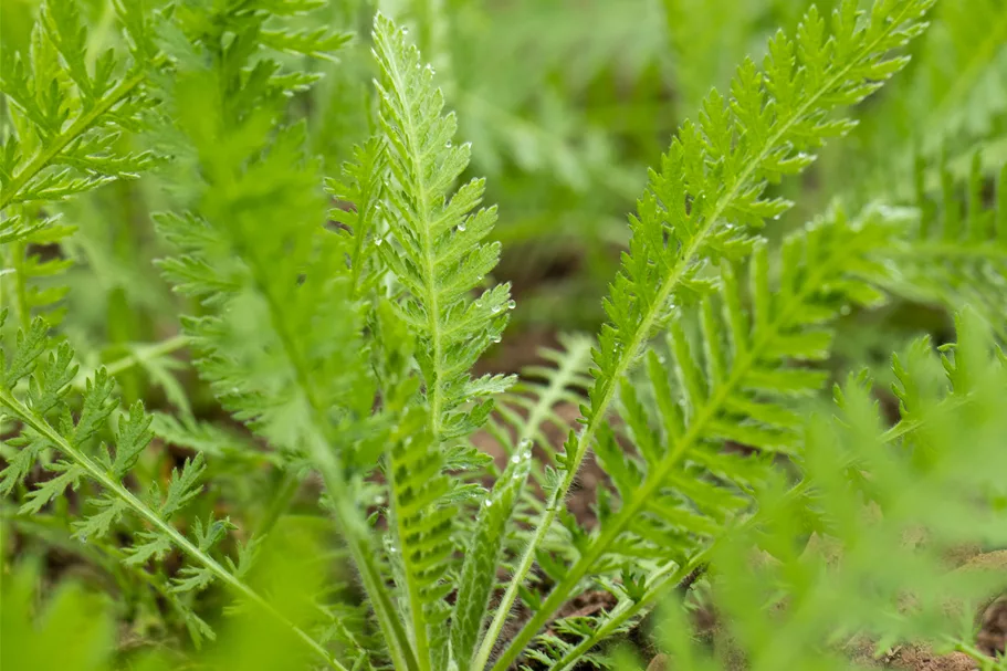 Achillea filipendulina 'Coronation Gold'