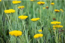 Achillea filipendulina 'Coronation Gold'