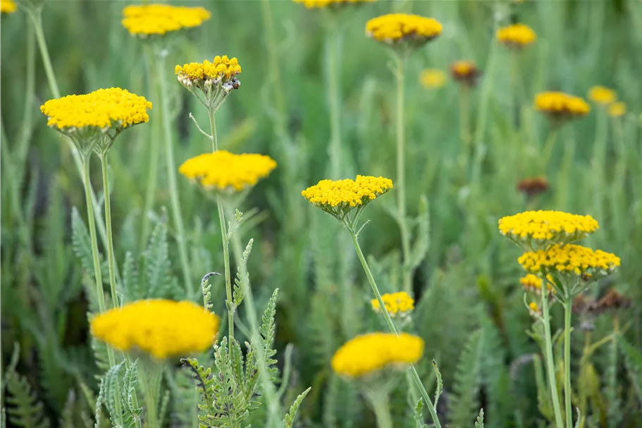 Achillea filipendulina 'Coronation Gold'