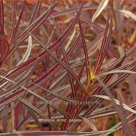 Amsonia 'Ernst Pagels'