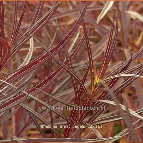 Amsonia 'Ernst Pagels'
