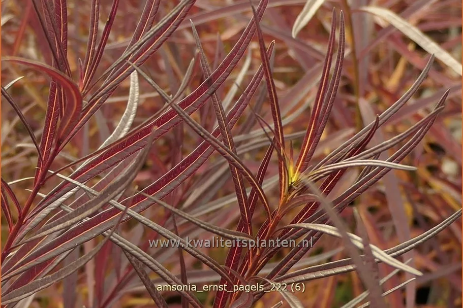 Amsonia 'Ernst Pagels'
