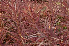 Amsonia 'Ernst Pagels'