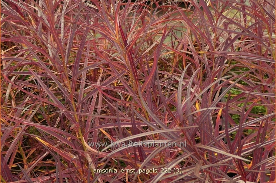 Amsonia 'Ernst Pagels'