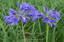 Agapanthus africanus 'Brilliant blue'