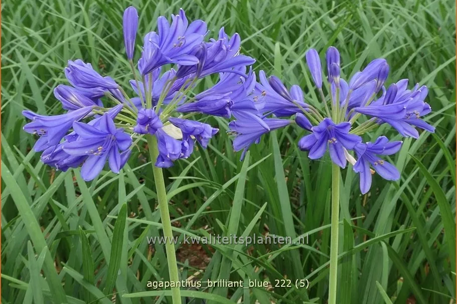 Agapanthus africanus 'Brilliant blue'