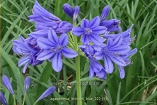 Agapanthus africanus 'Brilliant blue'