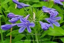 Agapanthus africanus 'Brilliant blue'