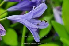 Agapanthus africanus 'Brilliant blue'