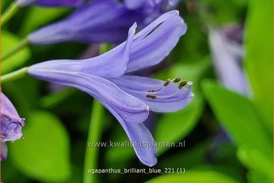 Agapanthus africanus 'Brilliant blue'