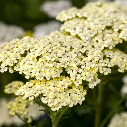 Achillea millefolium 'Credo'