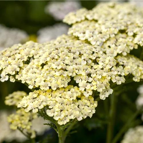 Achillea millefolium 'Credo'