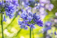 Agapanthus africanus 'Brilliant blue'