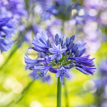 Agapanthus africanus 'Brilliant blue'