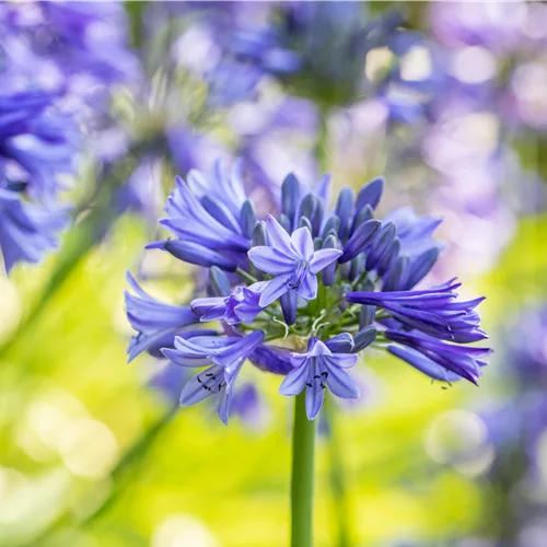 Agapanthus africanus 'Brilliant blue'