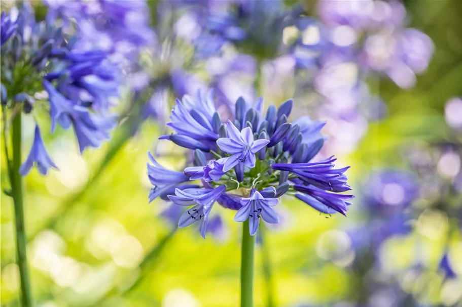 Agapanthus africanus 'Brilliant blue'
