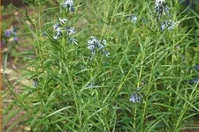 Amsonia hubrechtii