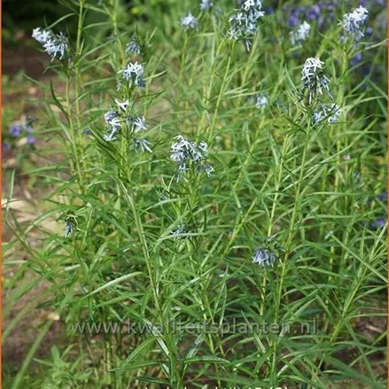 Amsonia hubrechtii