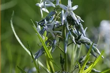 Amsonia hubrechtii