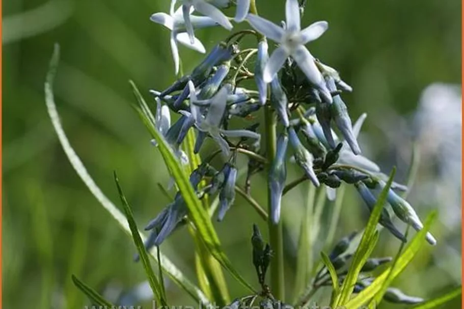 Amsonia hubrechtii