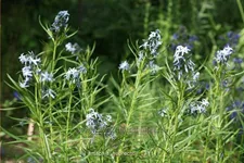 Amsonia hubrechtii
