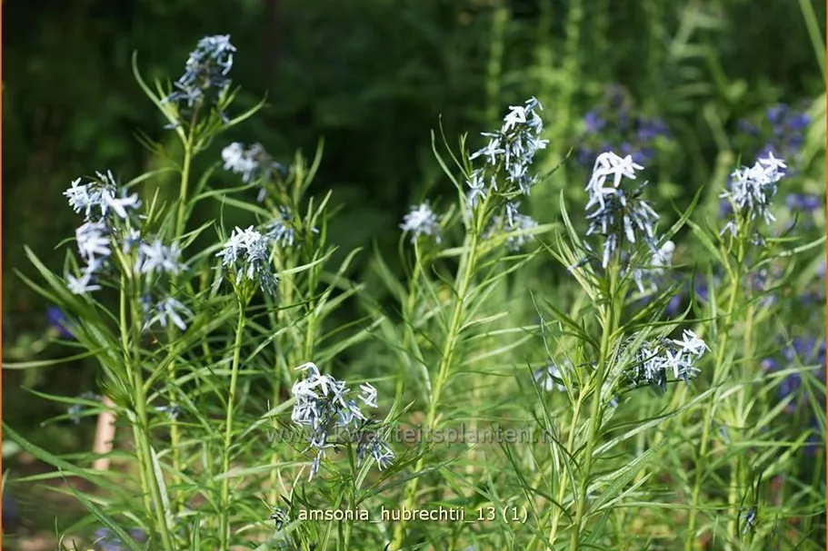 Amsonia hubrechtii