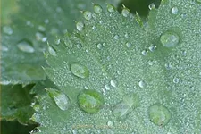 Alchemilla vulgaris